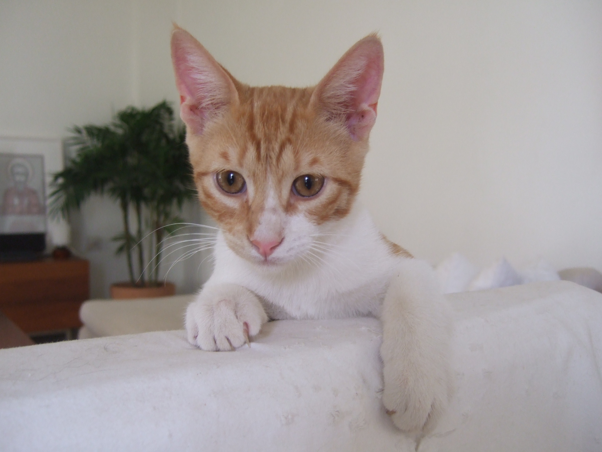 %CE%91%CE%A1%CE%97%CE%A311-jpg.185035