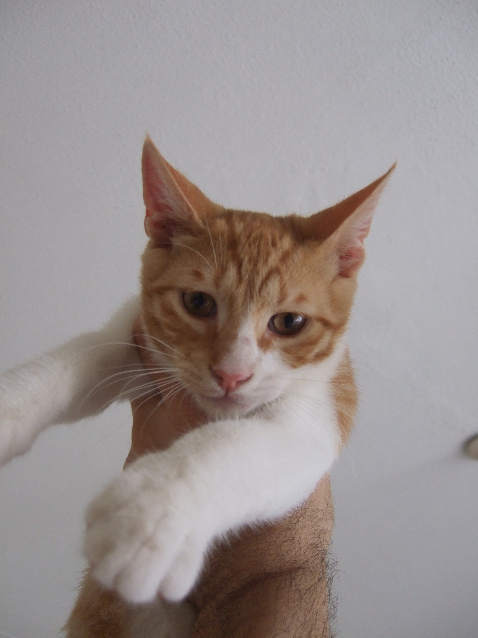 %CE%91%CE%A1%CE%97%CE%A319-jpg.185039