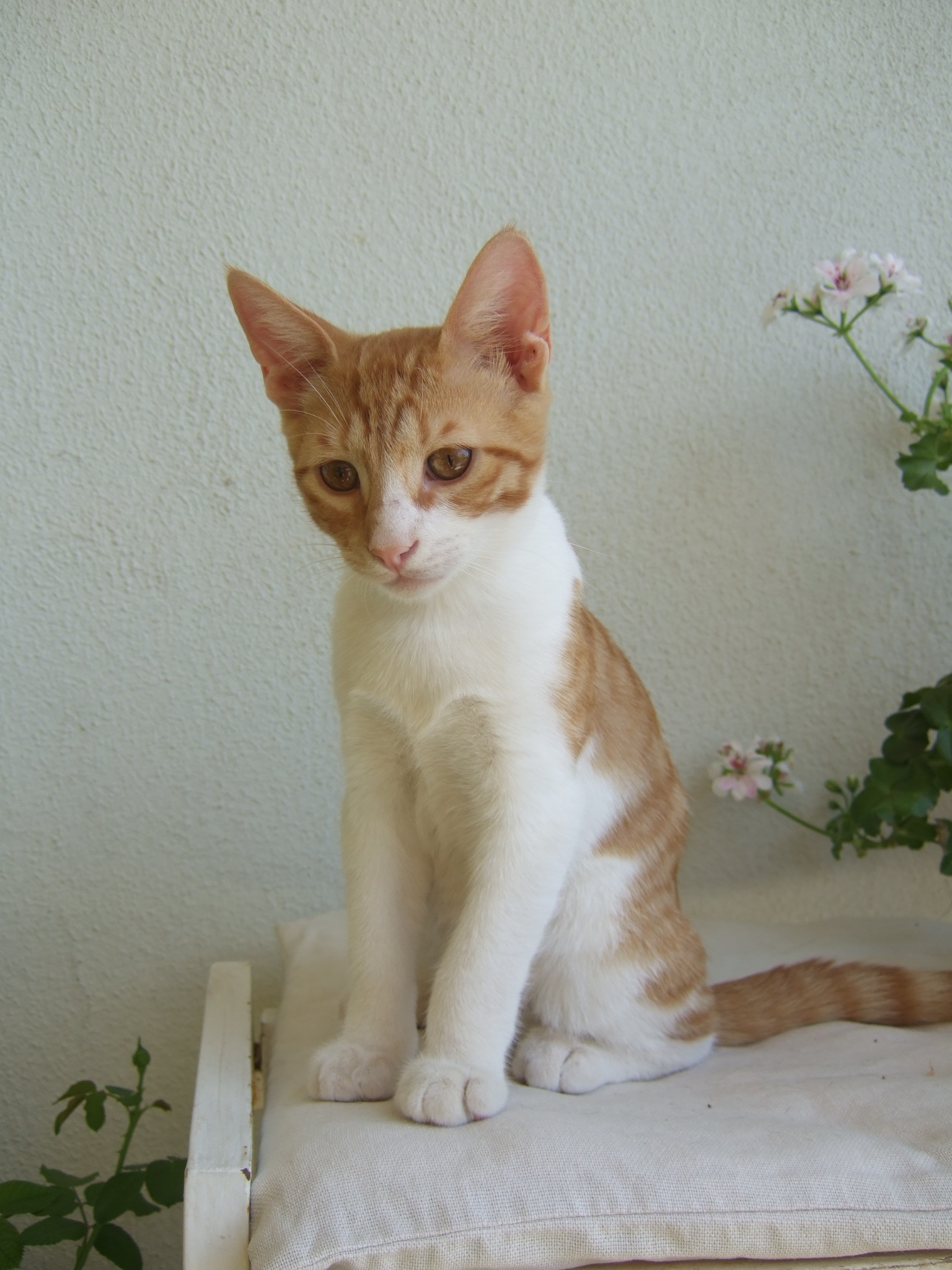 %CE%91%CE%A1%CE%97%CE%A335-jpg.185034