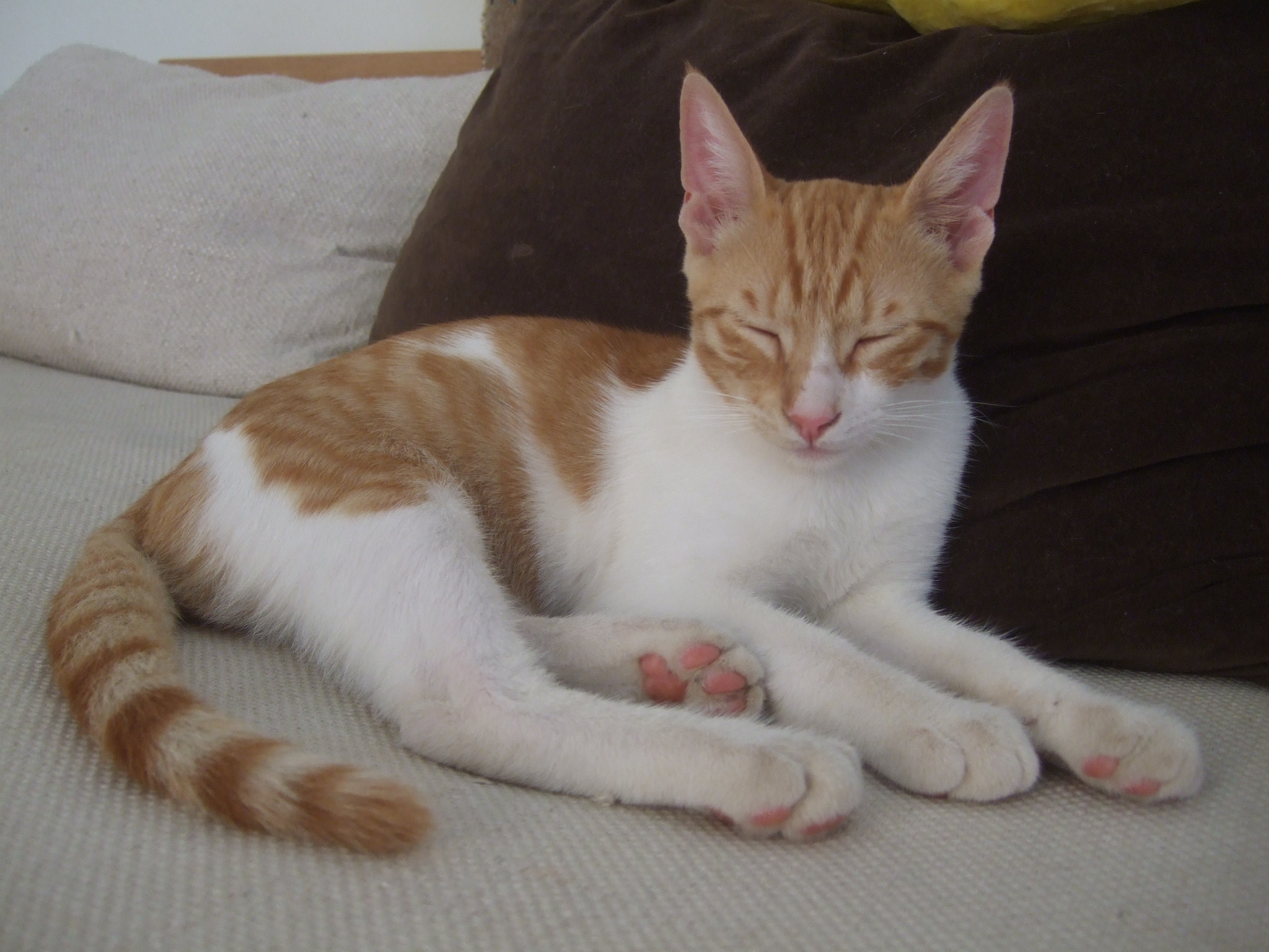 %CE%91%CE%A1%CE%97%CE%A35-jpg.185036