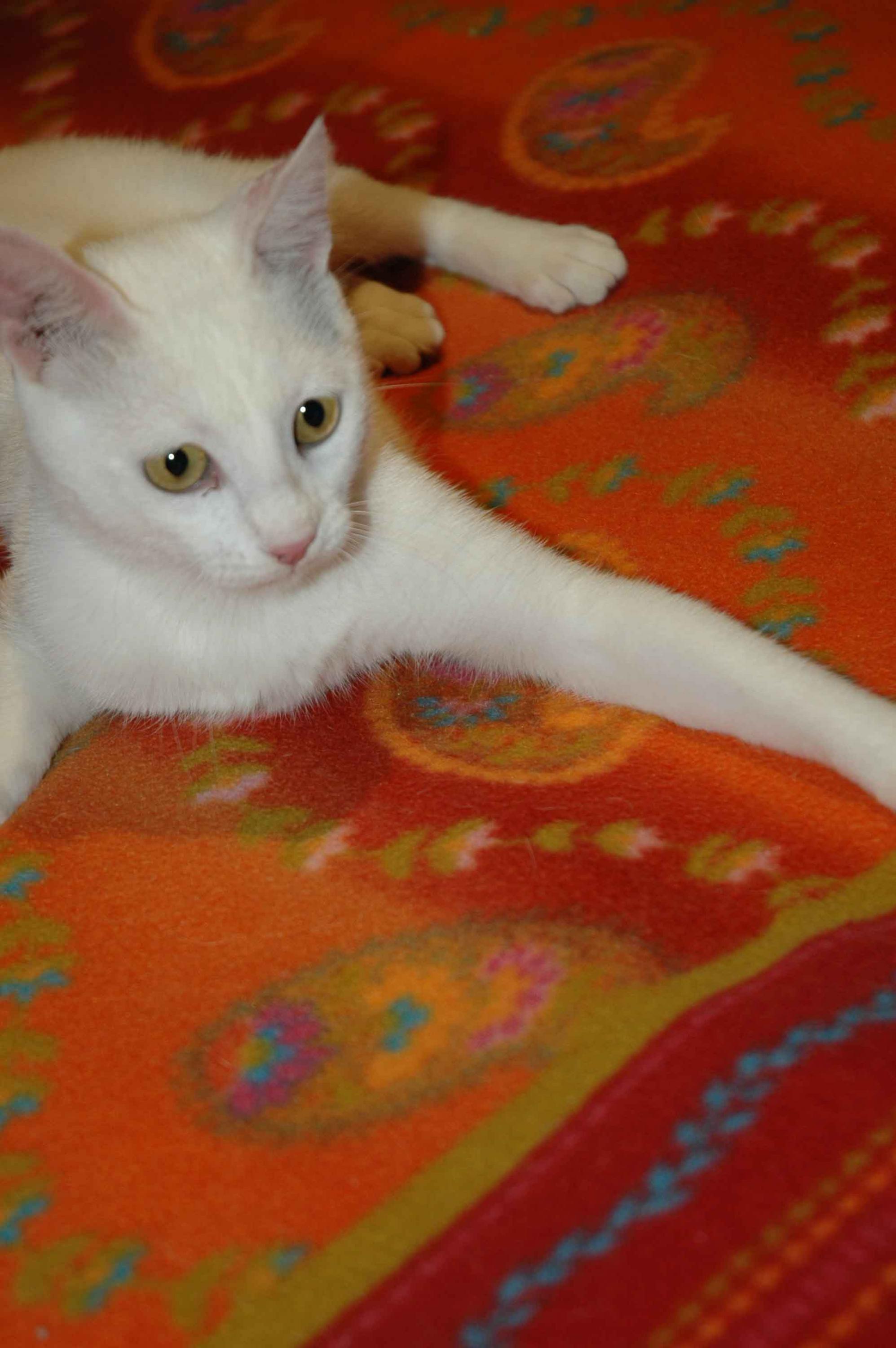 %CE%91%CE%A3%CE%A0%CE%A1%CE%9F%CE%A5%CE%9B%CE%97%CE%A3-%CE%9A%CE%91%CE%99-%CE%93%CE%95%CE%9D%CE%95%CE%98%CE%9B%CE%99%CE%91-028-jpg.173068