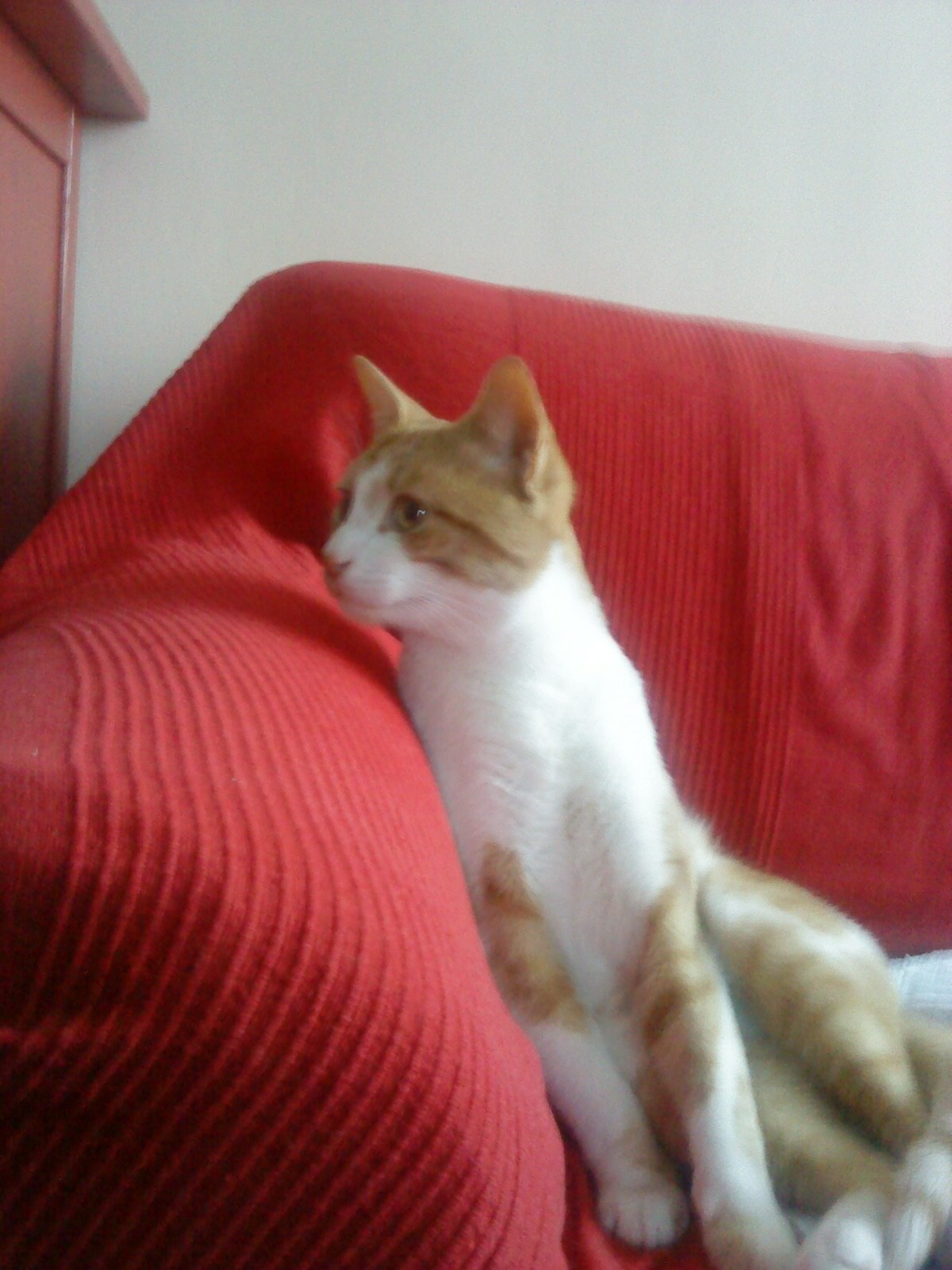 %CE%A0%CE%BF%CF%84%CE%B9%CF%83%CF%84%CF%81%CE%BF%CF%85%CE%BB%CE%B7%CF%822-jpg.171247