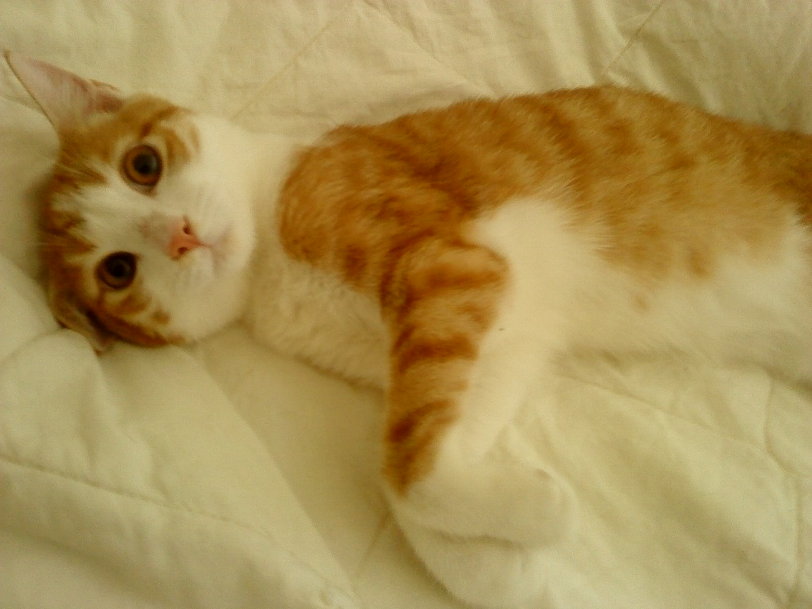 %CE%A1%CE%BF%CE%B4%CE%B1%CE%BA%CE%B9%CE%BD%CE%BF%CF%85%CE%BB%CE%B1-jpg.172689