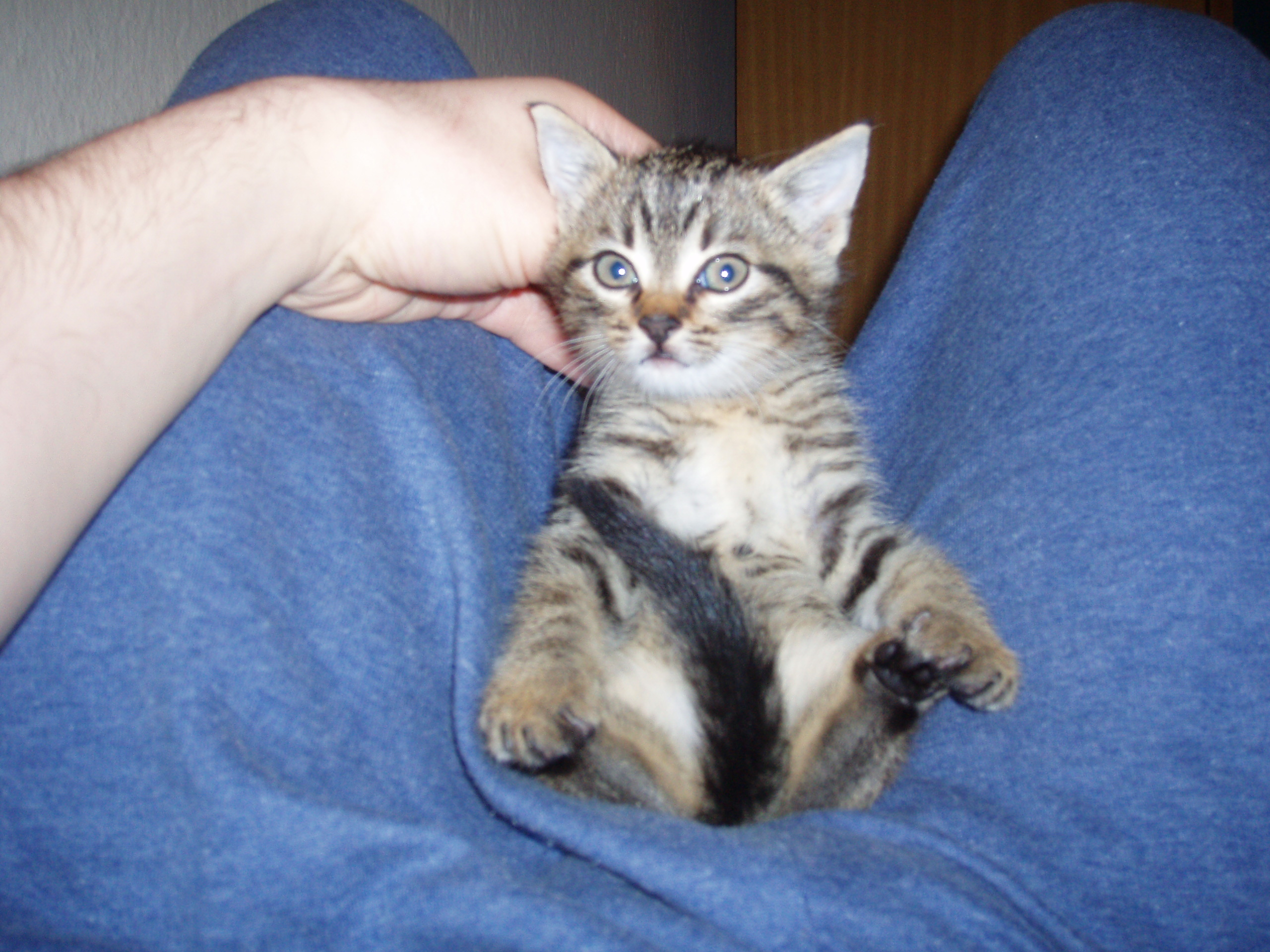 %CE%A4%CE%B3%CF%81%CE%B9%CF%84%CF%83%CE%B1-%CE%9C%CF%80%CE%BF%CF%852-jpg.172760