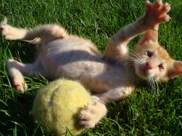 %CE%A4%CE%B6%CE%B9%CE%BC%CE%B9%CE%BD%CE%BF%CF%8D%CE%BB%CE%B7%CF%82-%CE%A0%CF%8C%CF%80-jpg.172687