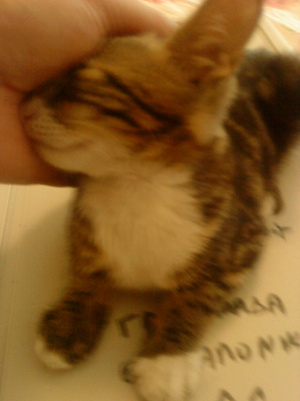 %CE%A4%CE%B9%CE%B3%CF%81%CE%AF%CF%84%CF%83%CE%B1-%CE%9B%CE%9F%CF%854-jpg.173117