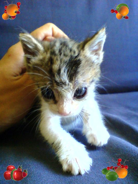 %CE%A6%CE%B9%CE%BB%CE%BF%CE%BE%CE%B5%CE%BD%CE%B1%CE%BA%CE%B9-%CE%B3%CE%BF%CE%B7%CF%82-jpg.171517