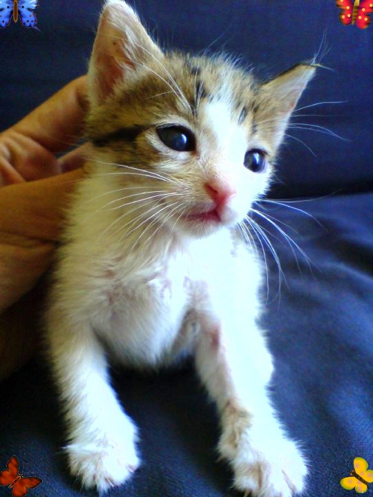 %CE%A6%CE%B9%CE%BB%CE%BF%CE%BE%CE%B5%CE%BD%CE%B1%CE%BA%CE%B9-%CF%80%CE%BF%CF%85%CF%80%CE%B7%CF%82-jpg.171516