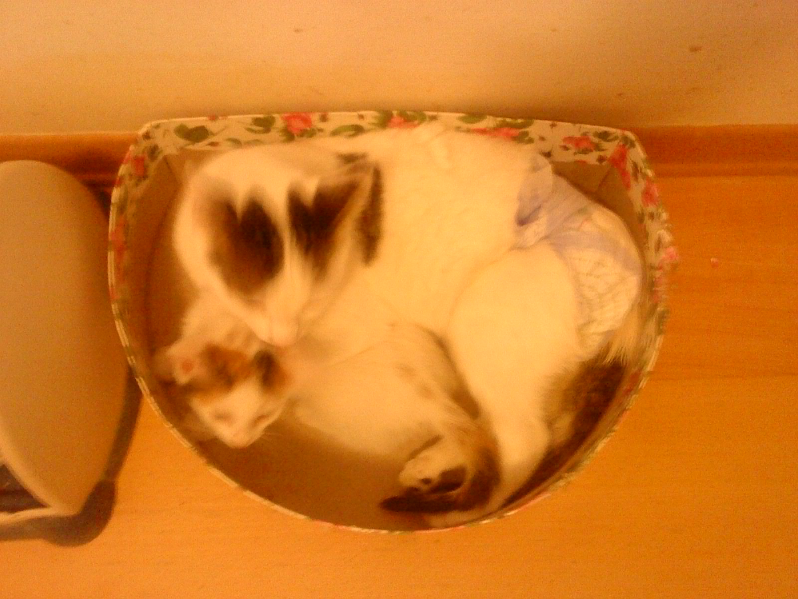 %CE%B2%CE%B5%CE%B2%CE%B5-%CE%BA%CE%BF%CE%BA-jpg.172761