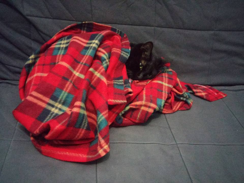 %CF%80%CE%B5%CF%84%CF%83%CE%B1-jpg.184367