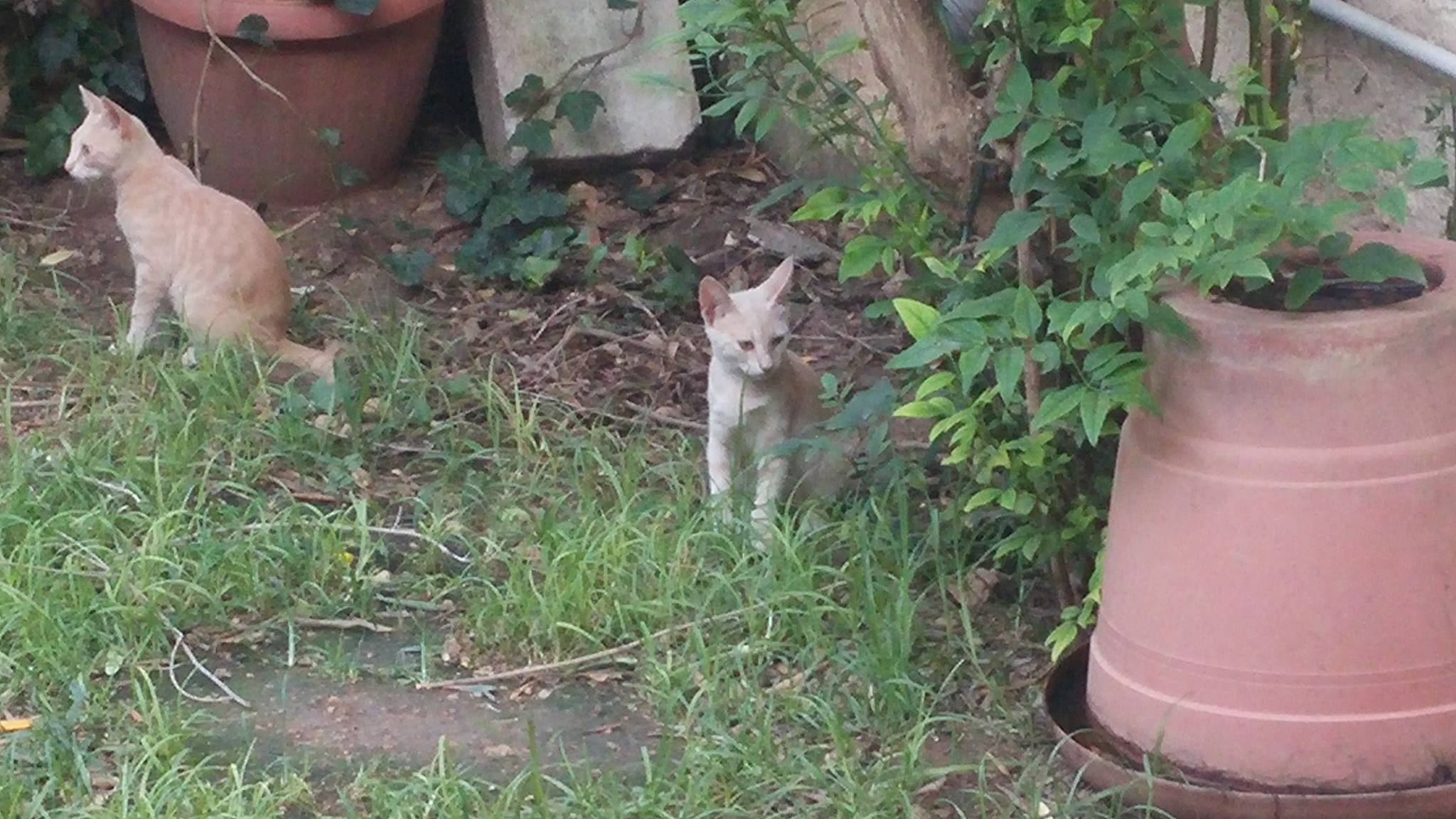 13681772_10210225717861617_576095728_o-jpg.184880