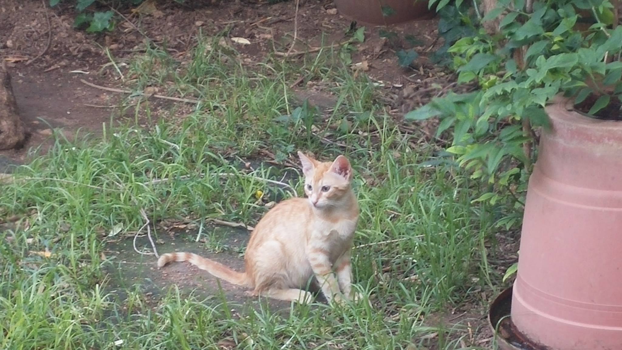 13711518_10210225716941594_1868050420_o-jpg.184883