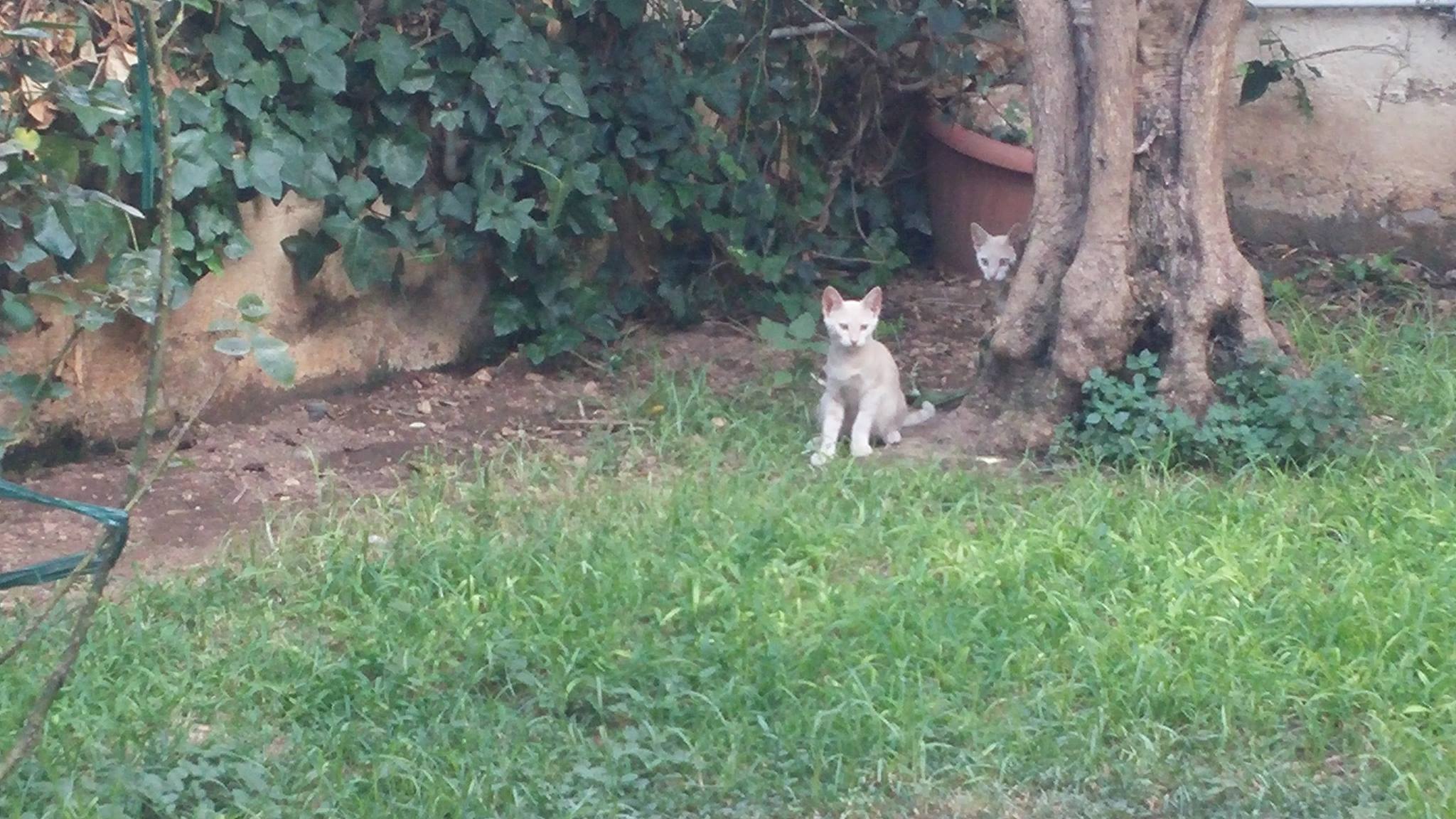 13711640_10210225709541409_1882287509_o-jpg.184884