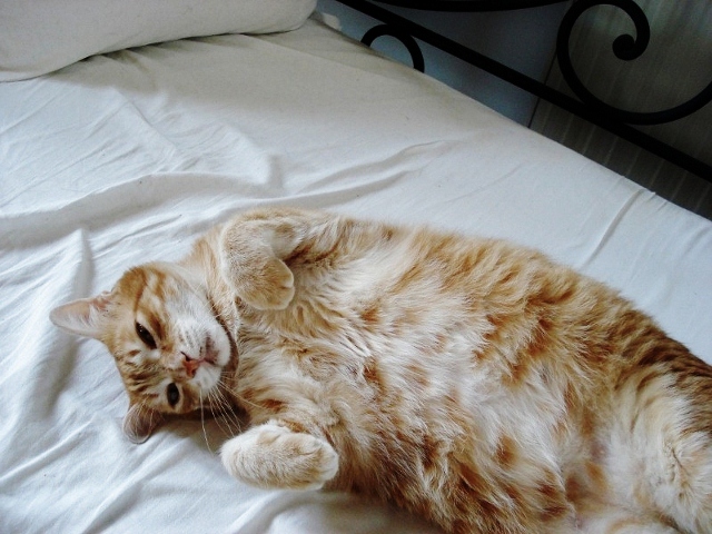 dsc006581024x768800x600640x480-jpg.176494