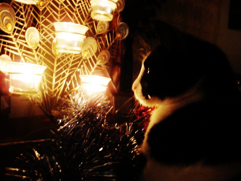 dsc00946-800x600-jpg.180046