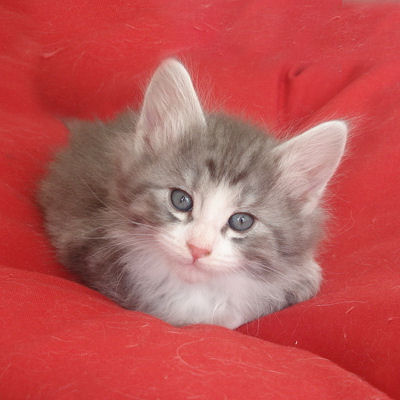 dsc02529-1-jpg.177497