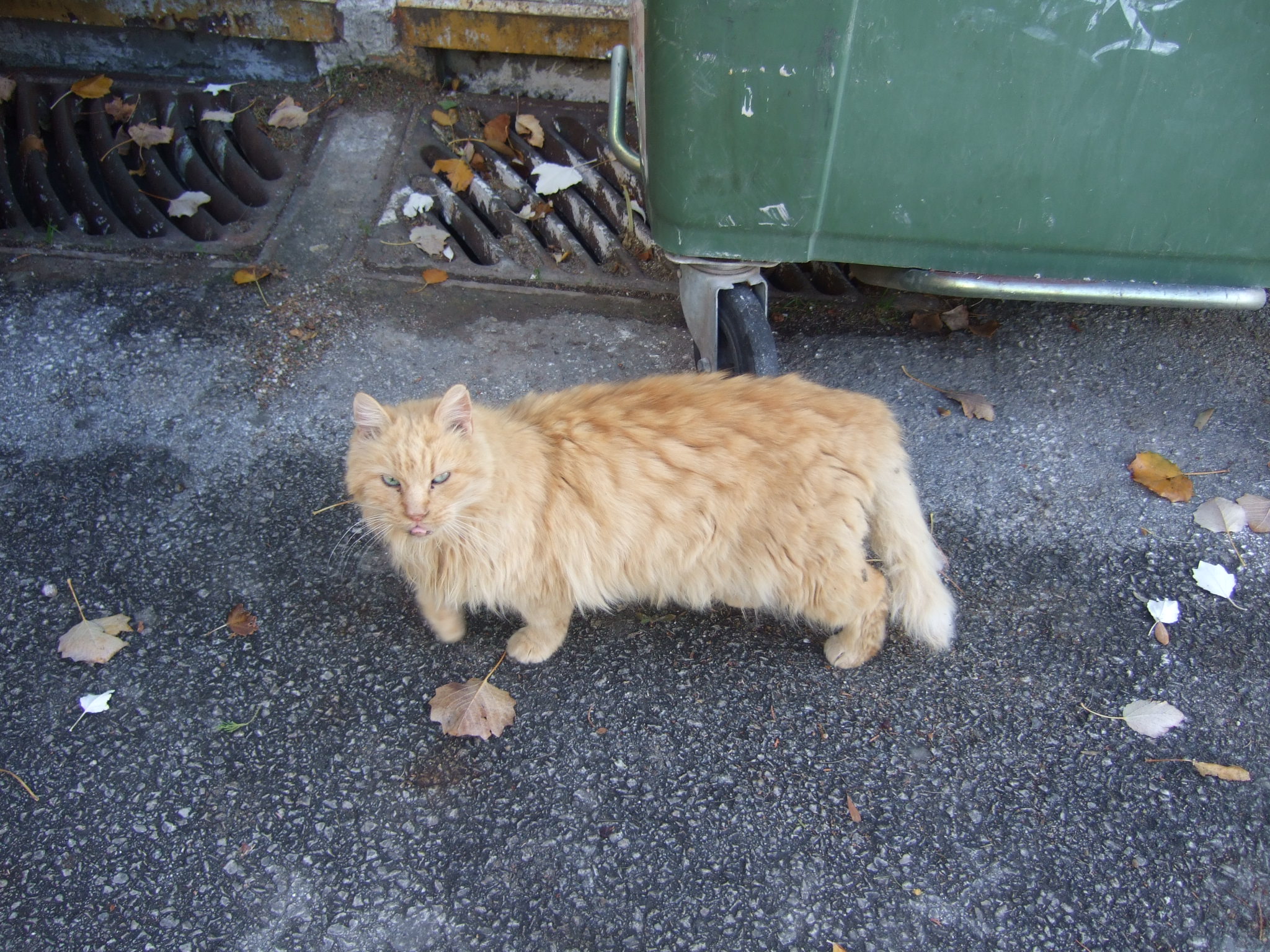 dscf1176-1-jpg.184556