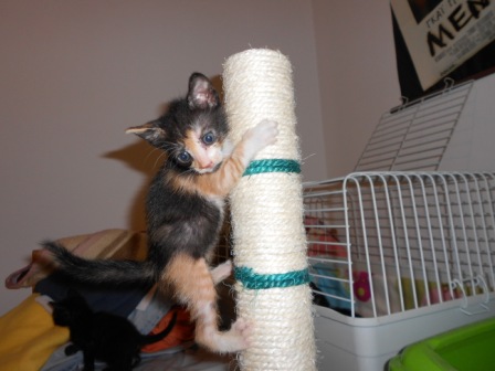 dscn3150-%CE%91%CE%BD%CF%84%CE%AF%CE%B3%CF%81%CE%B1%CF%86%CE%BF-jpg.181075