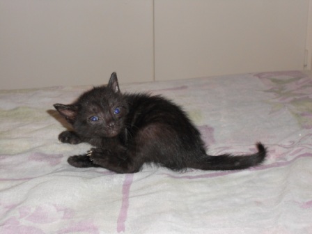 dscn3166-%CE%91%CE%BD%CF%84%CE%AF%CE%B3%CF%81%CE%B1%CF%86%CE%BF-jpg.181077