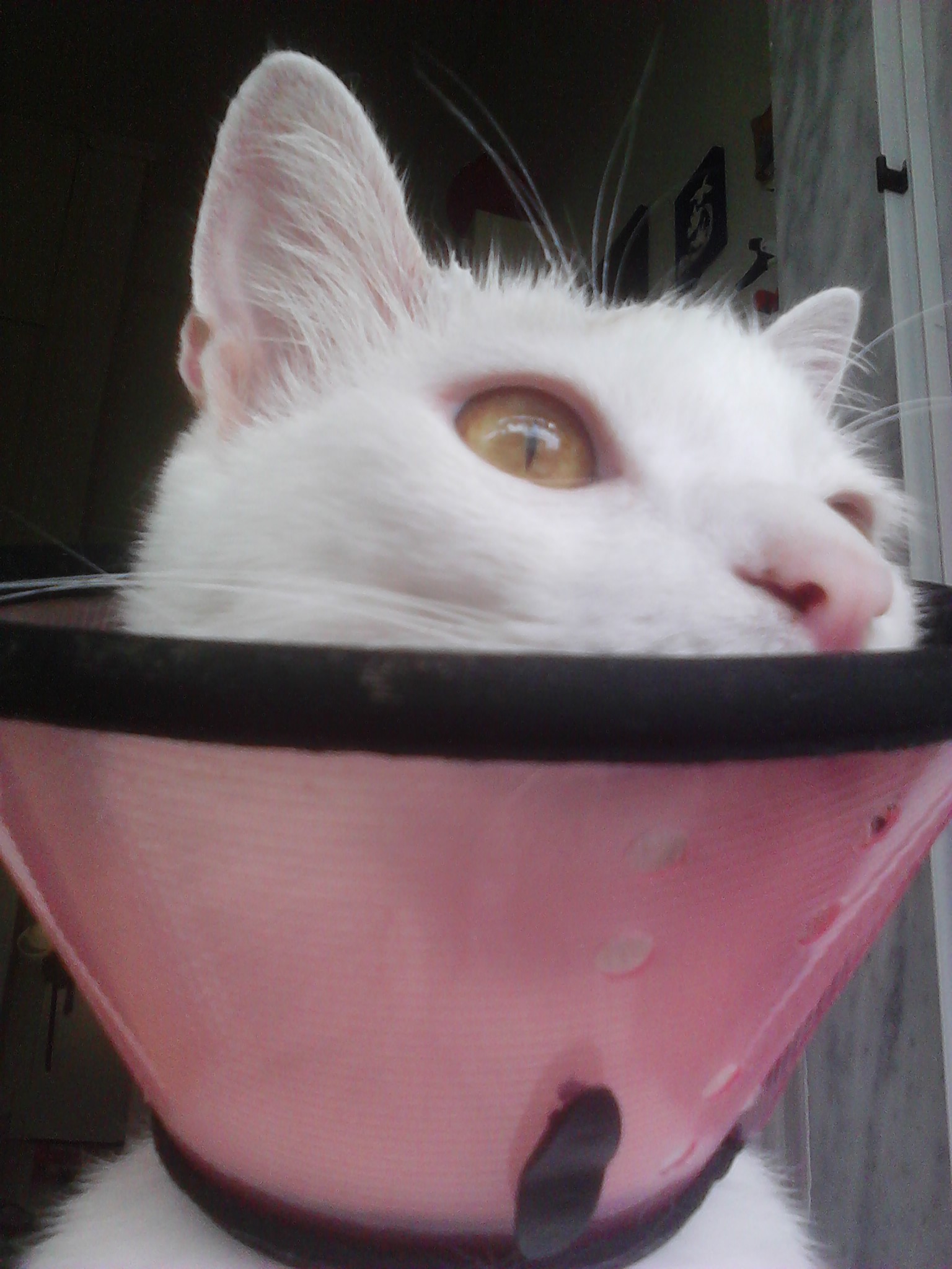 img_20150922_103620-jpg.184300