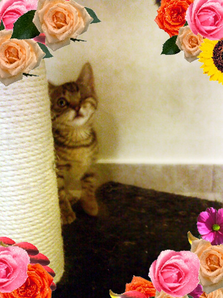 millenianew6-jpg.171936