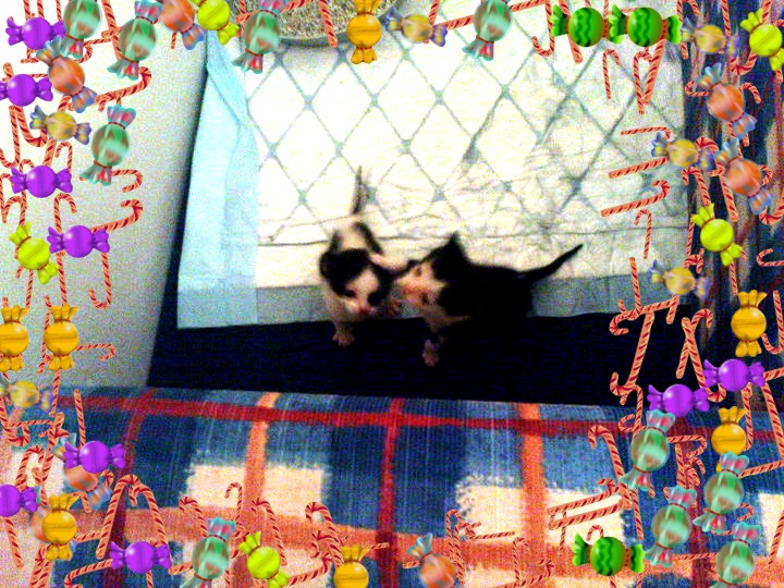 paspalitsa-axnoydoylis-jpg.171031