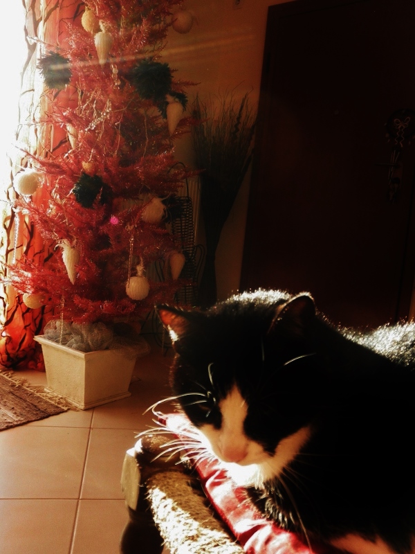 pc130878-600x800-jpg.183588