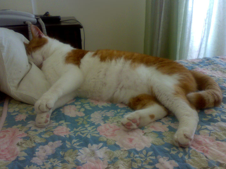 thrasibul-asleep-jpg.174894