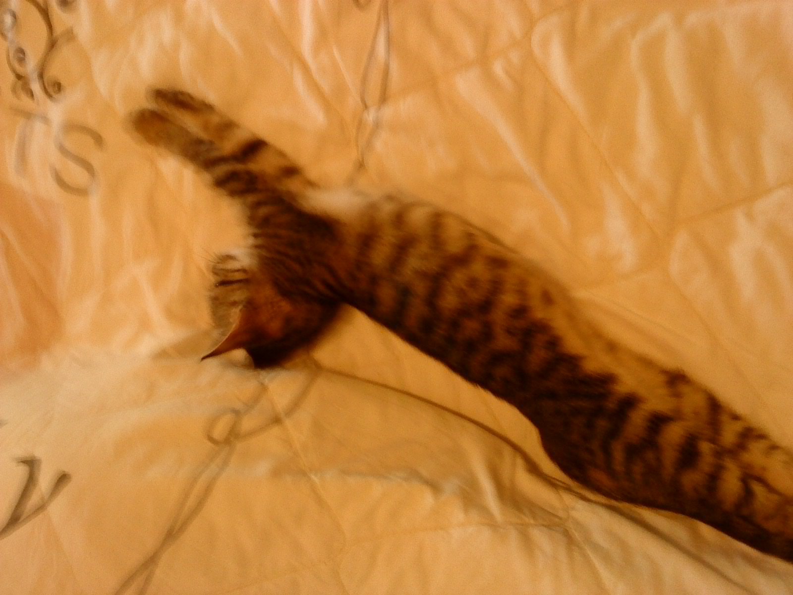 tigritsagym-jpg.172758