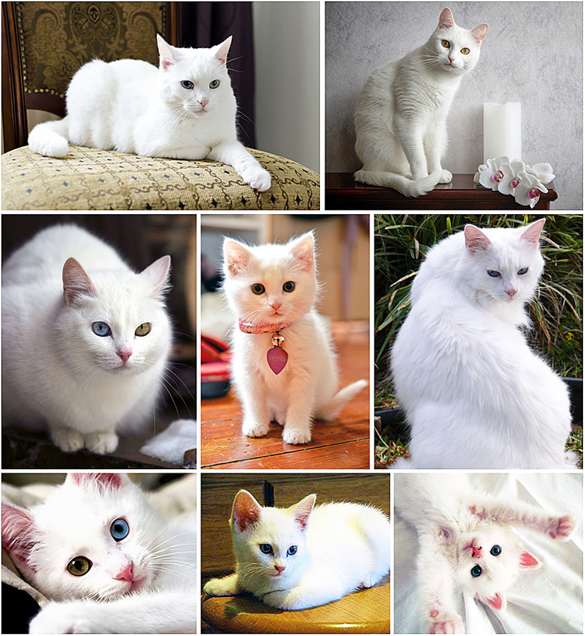 white-cats-jpg.184405