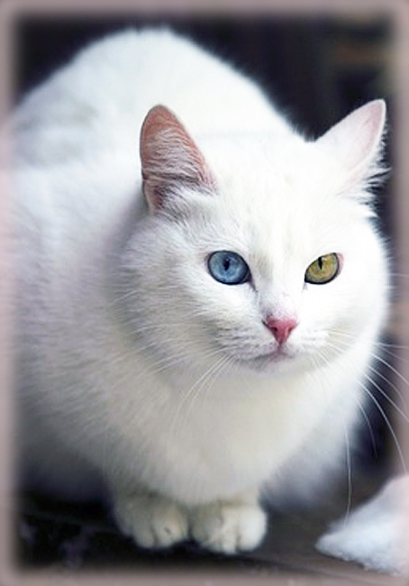 white-queen-selini-jpg.184406