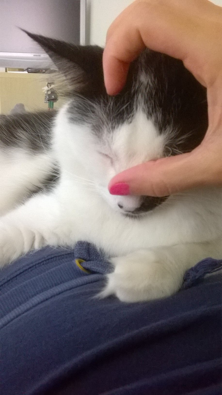 wp_20150908_16_00_54_pro-jpg.184325