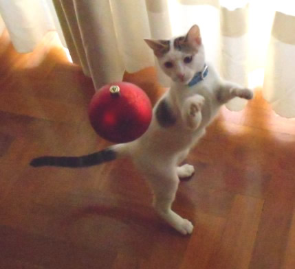 xmas-ball-jpg.180057