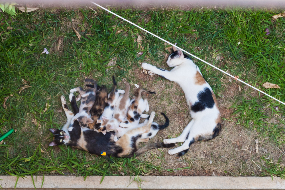 zorro_tokaimeno-jpg.184536