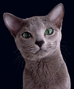 russian_blue.gif