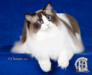 ragdoll3.gif