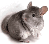 chinchilla.gif