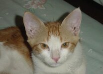 Αντίγραφο από DSC02095.JPG