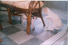 Ektoras Vs Axilleas0002.jpg