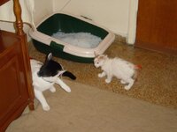 Ασπρούλης vs Ξανθούλη.JPG