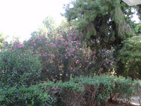 BROSTA STO SPITI 3.jpg