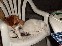 ΑΝ ΔΕΝ ΠΕΣΩ ΘΑ ΠΕΣΕΙ.JPG