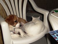 ΑΣ ΑΡΧΙΣΩ ΝΑ ΣΠΡΩΧΝΩ ΜΕ ΣΤΥΛ.JPG