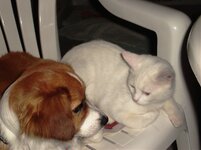 ΕΠΑΝΑΛΑΜΒΑΝΩ ΓΙΑ ΤΕΛΕΥΤΑΙΑ ΦΟΡΑ, Αυτή είναι Η ΚΑΡΕΚΛΑ ΜΟΥ.jpg