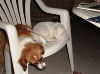 ΜΕ ΕΞΑΝΤΛΗΣΕ Η ΠΡΟΣΠΑΘΕΙΑ.jpg