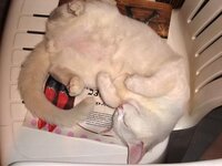 ΜΟΥ ΑΡΕΣΕΙ ΠΟΛΥ.JPG