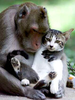 monkey-cat.jpg