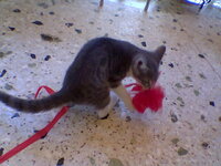 7th October 2006-Mr.Frodo (6).jpg