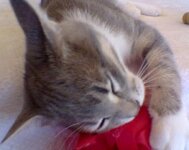 7th October 2006-Mr.Frodo (5).jpg