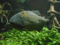 piranha2.jpg
